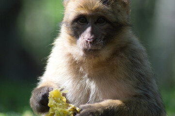 Monkey Wild forest primate nature sauvage