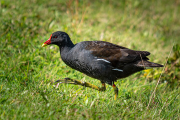 Moorhen in the grass