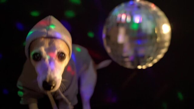 Cool dog in casual hoodie comes to frame  nightclub lights disco ball and then leaves  empty background. Party is over end. seamless endless looped video footage. night life party hard funny pet theme