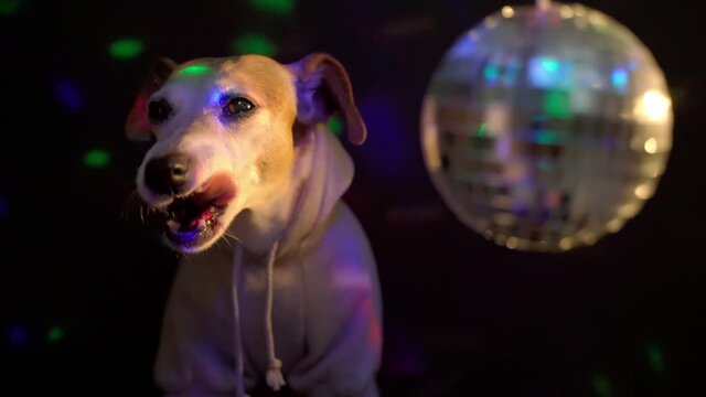 Dog in gray sport hoodie clothes in night club disco ball atmosphere dark background colored lights. breathing hard tongue out and leaving at the end. Party hard is over. Video footage funny pet theme
