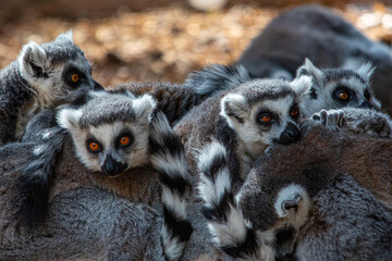 Ring Tailed Lemurs cuddled up