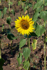 A sunflower flower with a bee sitting on it. Close-up on a sunny summer day