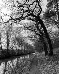 Dark trees by the canal