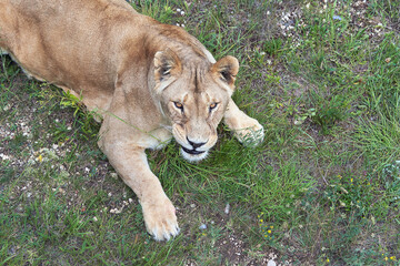 Obraz na płótnie Canvas A fragment of a lioness lying on the grass and looking up into the camera.