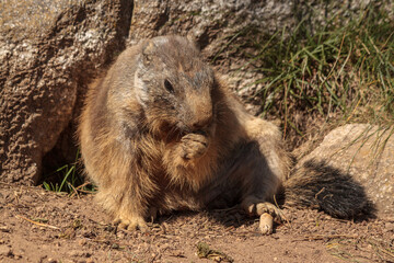 Alpine marmot nibbling on some food 