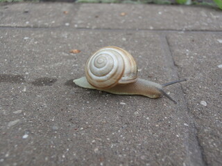 snail