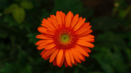 orange flower in the garden