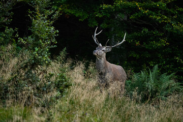 The Red Deer (Cervuls elaphus) during the rutting season. Carpathian Mountains, Bieszczady, Poland.