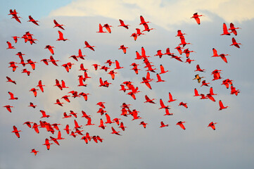A flock of Scarlet Ibis fly into their roost - Trinidad