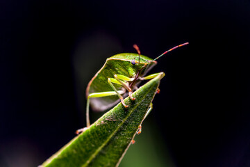 Insect macro photography Nebula Rhaphigaster