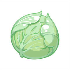 Cabbage or white Cabbage hand drawn vector illustration isolated on white background. Fresh cartoon vegetable. Seasonal vegetables. Autumn harvest
