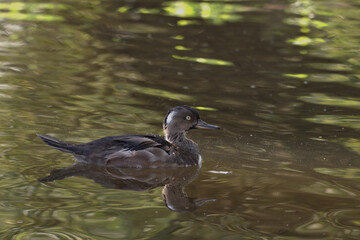 Out of season plumage male Hooded Merganser.