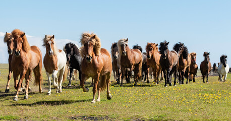 Running herd of Icelandic horses