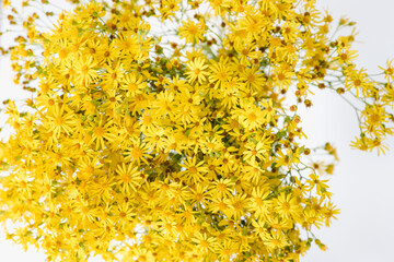 Hypericum flowers on white background, yellow flowers