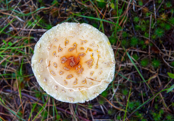 fresh mushroom in the grass