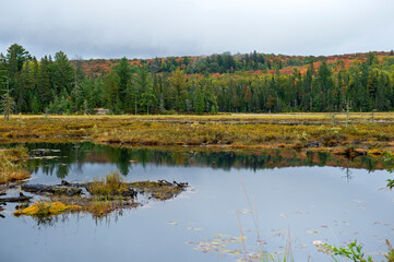 Fototapeta na wymiar Bog landscape in fall colours