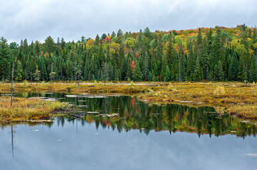 lake reflection in the forest