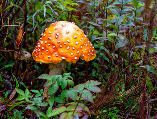 orange fly agaric mushroom in the forest