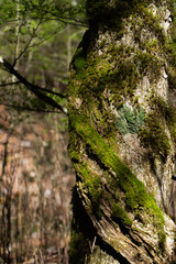苔むしる森　　きららの森