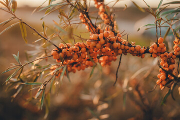 ripe sea buckthorn berries