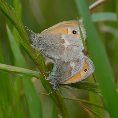 Mating of small heaths (Coenonympha pamphilus)