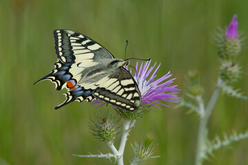 Old World swallowtail or Common yellow swallowtail (Papilio machaon)