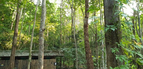 Forest With Quite Stream Of Water, White Noise Only Photo, Stream of Water in Forest