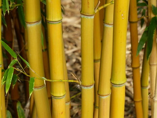 Phyllostachys aureosulcata, yellow groove bamboo. Poacea family