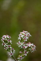 Fototapeta na wymiar White Wildflower Bunch