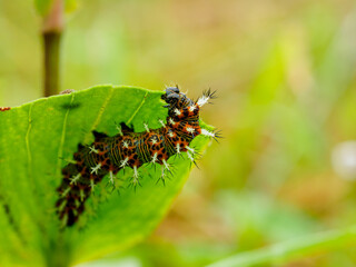 ルリタテハの幼虫