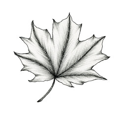 black and white maple leaf isolated on white, line art ink drawing of a leaf, hand drawn botanical illustration, black leaf sketch