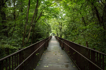 Fototapeta premium 森の中の一本道