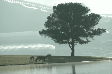 the lonely pine tree and horse family reflection on the fog lake