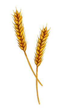 Vintage watercolor spikelets of wheat isolated on a white background