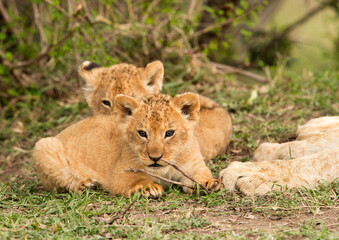 Naklejka na ściany i meble Lion cubs and the mothers paws visible in the frame, Masai Mara