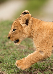 closeup of a Lion cub walking, Masai Mara, Kenya