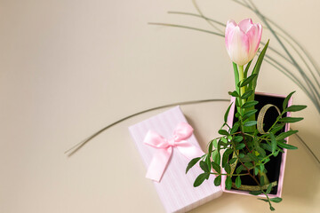 Gift box and pink tulip on a beige background. The concept of festive events and gift wrapping. Festive background.