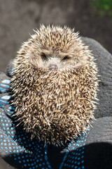 hedgehog in the hands