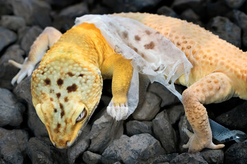 Lemon Frost Gecko shed its skin, all shedding process captured | Amazing animal reptile photo series