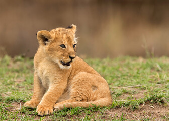 Obraz na płótnie Canvas A portrait of a Lion cub, Masai Mara, Kenya