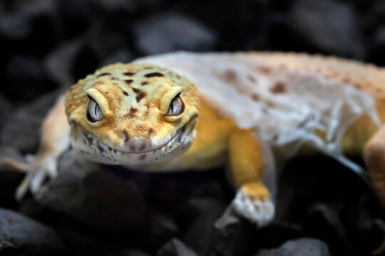 Lemon Frost Gecko shed its skin, all shedding process captured | Amazing animal reptile photo series