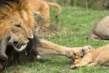 Lion punching his cub while eating, Masai Mara, Kenya © Dr Ajay Kumar Singh
