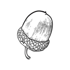 Hand drawn acorn. Vector illustration.