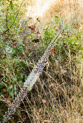 Green  stone banks of the swift mountainous Hermon River with crystal clear waters in the Golan Heights in northern Israel