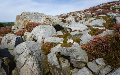 Rugged moorland with large rocks and flowering heather. Goathland, UK.
