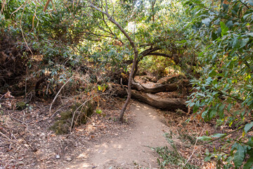 A path  in the shade of trees along the banks of the rapid mountainous Hermon River with crystal clear water in the Golan Heights in northern Israel