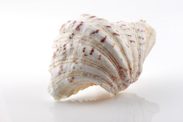 Isolated shells with white Background.