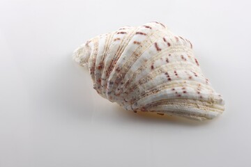 Obraz premium Isolated shells with white Background.