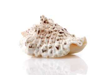 Isolated shells with white Background.