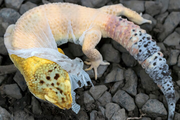 Lemon Frost Gecko shed its skin, all shedding process captured | Amazing animal reptile photo series